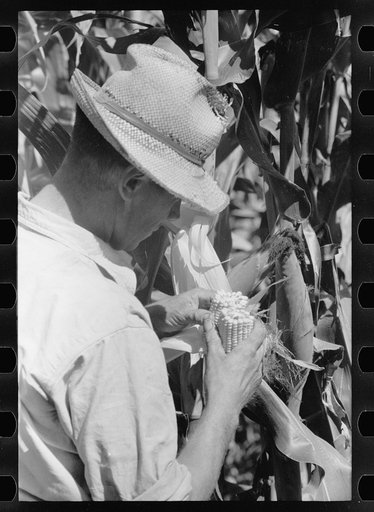Untitled photo, possibly related to: Farmer looks at the size of the cob in judging quality of hybrid corn, Hardin County, Iowa