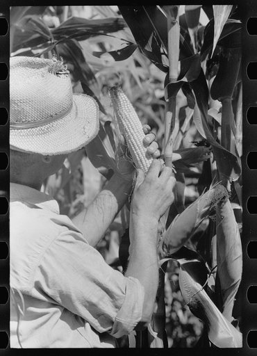Untitled photo, possibly related to: Farmer looks at the size of the cob in judging quality of hybrid corn, Hardin County, Iowa