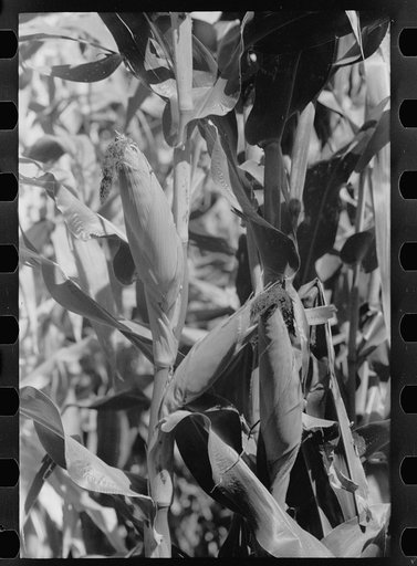 Untitled photo, possibly related to: Ear of hybrid corn, Hardin County, Iowa