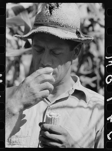 Untitled photo, possibly related to: Farmer with hybrid corn, Hardin County, Iowa