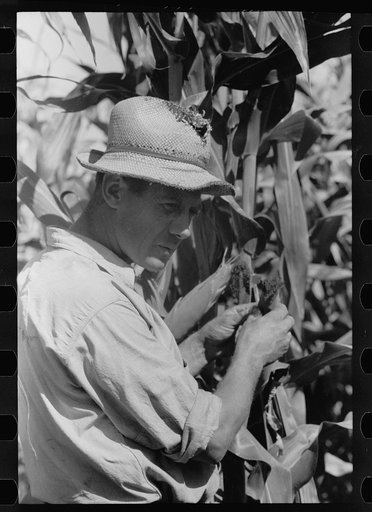 Untitled photo, possibly related to: Farmer with hybrid corn, Hardin County, Iowa