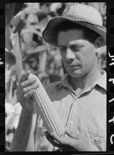Untitled photo, possibly related to: Farmer with hybrid corn, Hardin County, Iowa