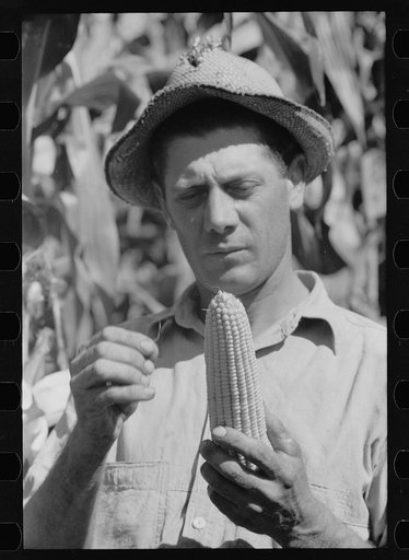 Untitled photo, possibly related to: Farmer with hybrid corn, Hardin County, Iowa