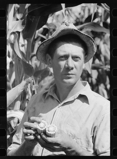Untitled photo, possibly related to: Farmer with hybrid corn, Hardin County, Iowa