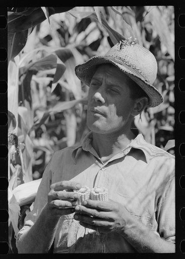 Untitled photo, possibly related to: Farmer with hybrid corn, Hardin County, Iowa
