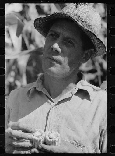 Farmer with hybrid corn, Hardin County, Iowa