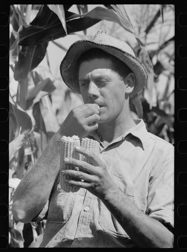 Farmer tests hybrid corn, Ryken Farm, Hardin County, Iowa