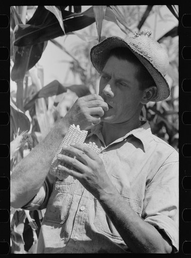Untitled photo, possibly related to: Farmer tests hybrid corn, Ryken Farm, Hardin County, Iowa