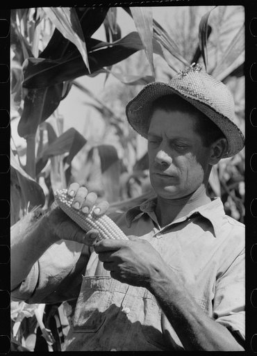 Farmer tests ear of hybrid corn, Ryken Farm, Hardin County, Iowa