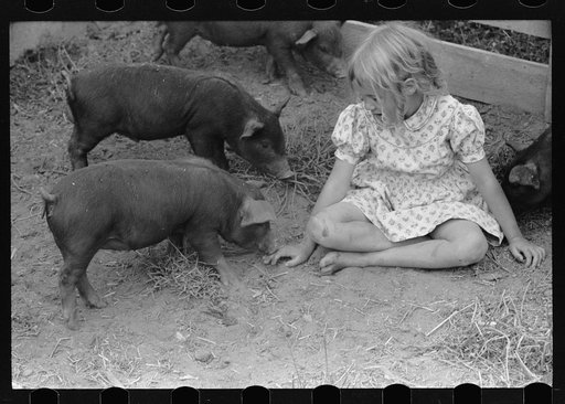 Daughter of resettlement client, San Luis Valley Farms, Alamosa, Colorado, poses with two of her father's fine pigs