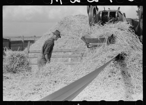 Untitled photo, possibly related to: Philipe Aranjo harvests grain, Costilla County, Colorado
