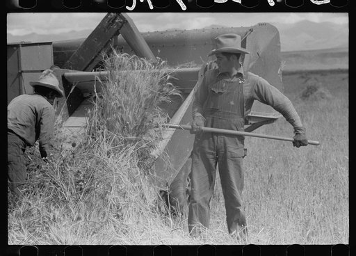 Philipe Aranjo harvests grain, Costilla County, Colorado