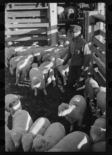 Untitled photo, possibly related to: Loading sheep into stockcars, Denver, Colorado
