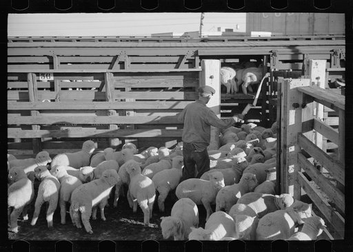 Untitled photo, possibly related to: Loading sheep into stockcars, Denver, Colorado