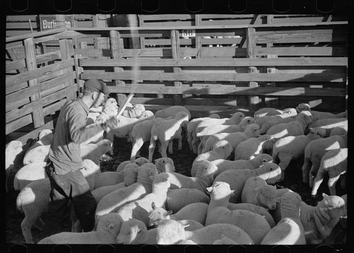 Untitled photo, possibly related to: Loading sheep into stockcars, Denver, Colorado