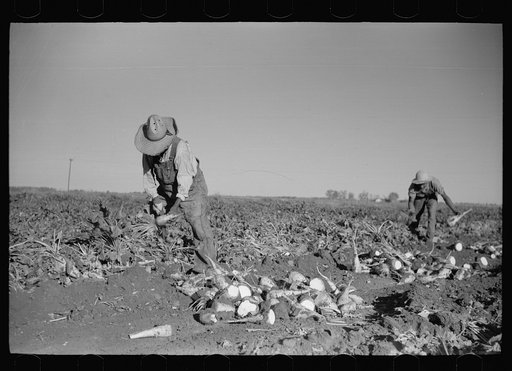 Topping sugar beets, Adams County, Colorado