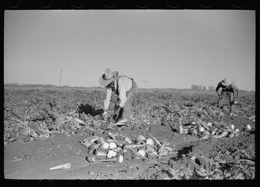 Untitled photo, possibly related to: Topping sugar beets, Adams County, Colorado
