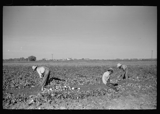 Sugar beet harvest, Adams County, Colorado
