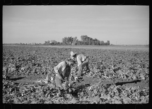 Untitled photo, possibly related to: Sugar beet harvest, Adams County, Colorado