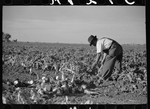 Topping sugar beets, Adams County, Colorado