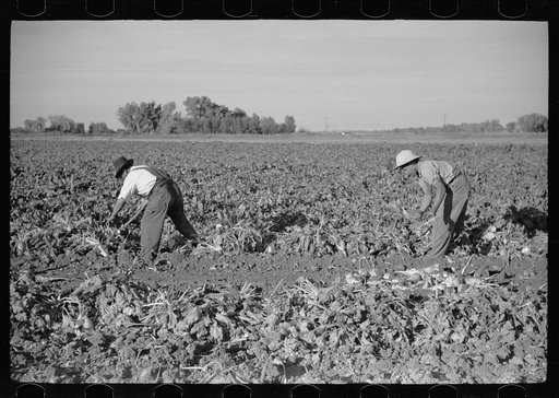 Untitled photo, possibly related to: Topping sugar beets, Adams County, Colorado