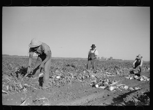 Untitled photo, possibly related to: Topping sugar beets, Adams County, Colorado