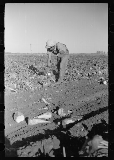 Topping sugar beets, Adams County, Colorado