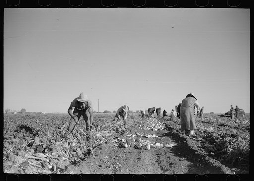 Harvesting sugar beets, Adams County, Colorado
