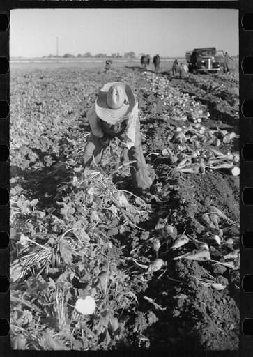 Untitled photo, possibly related to: Topping sugar beets, Adams County, Colorado