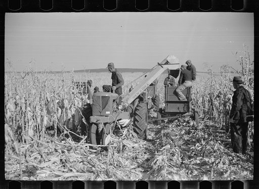 Contest for mechanical corn pickers, Hardin County, Iowa