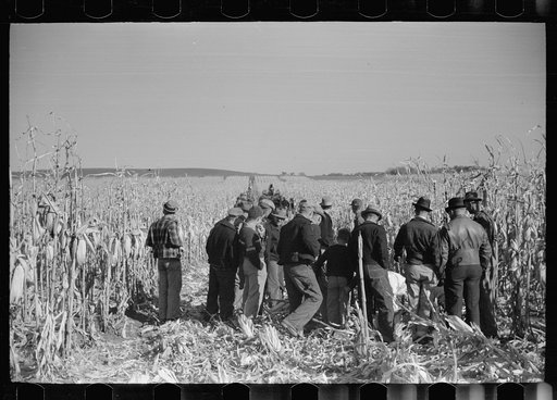 Untitled photo, possibly related to: Contest for mechanical corn pickers, Hardin County, Iowa
