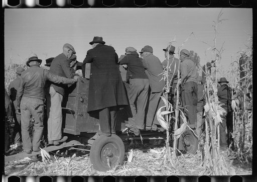 Untitled photo, possibly related to: Farmers at mechanical cornhusking contest. One has a sample ear of hybrid corn, Hardin County, Iowa