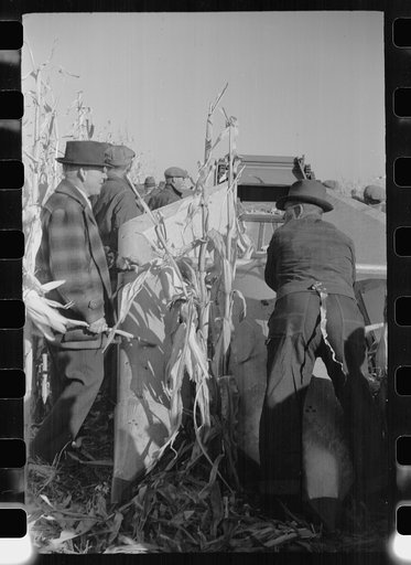Untitled photo, possibly related to: Farmer with corn picker, mechanical cornhusking contest, Hardin County, Iowa