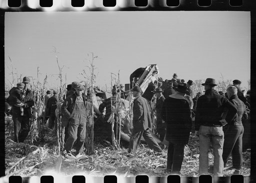 Farmers at mechanical cornhusking contest, Hardin County, Iowa