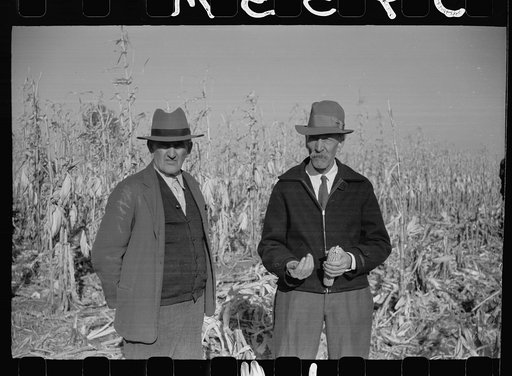 Untitled photo, possibly related to: Farmers at mechanical cornhusking contest, Hardin County, Iowa