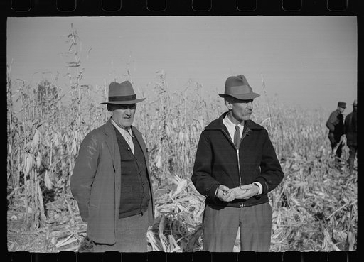 Farmers at mechanical cornhusking contest, Hardin County, Iowa