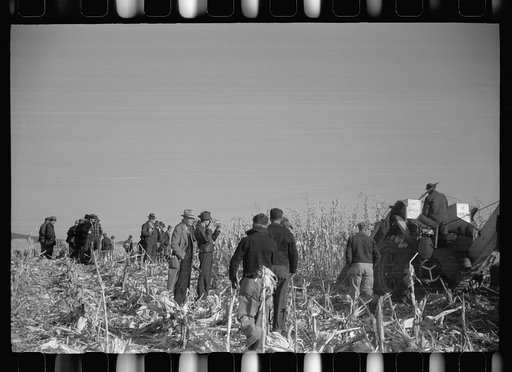 Farmers watch corn picker at mechanical cornhusking contest, Hardin County, Iowa