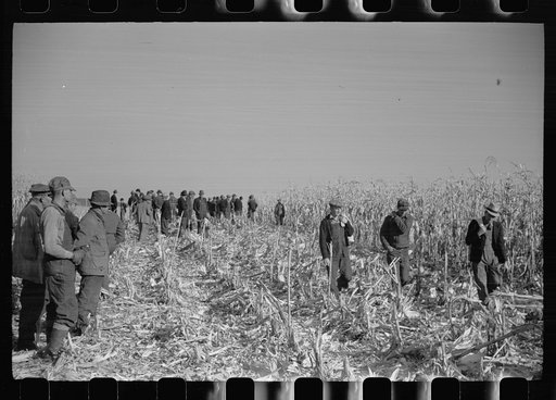 Untitled photo, possibly related to: Farmers at mechanical cornhusking contest, Hardin County, Iowa
