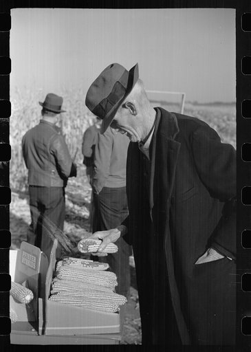 Untitled photo, possibly related to: Farmers at mechanical cornhusking contest, Hardin County, Iowa