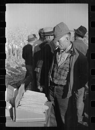Farmers examine hybrid corn, mechanical cornhusking contest, Hardin County, Iowa