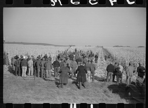 Untitled photo, possibly related to: Mechanical cornhusking contest, Hardin County, Iowa