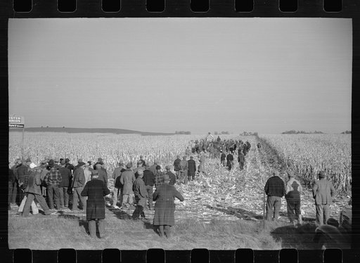 Mechanical cornhusking contest, Hardin County, Iowa