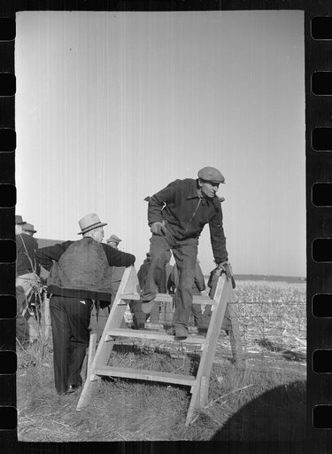 Farmer comes over a stile, mechanical cornhusking contest, Hardin County, Iowa