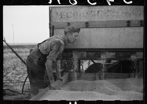 Untitled photo, possibly related to: Emptying soy bean seeds from combine harvester, Grundy County, Iowa