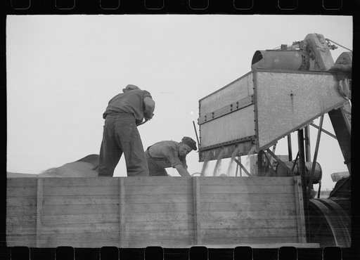 Emptying soy bean seeds from combine harvester, Grundy County, Iowa