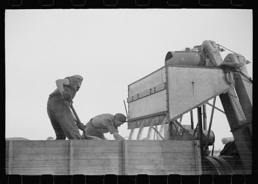 Untitled photo, possibly related to: Emptying soy bean seeds from combine harvester, Grundy County, Iowa