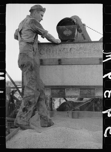 Untitled photo, possibly related to: Emptying soy bean seeds from combine harvester, Grundy County, Iowa