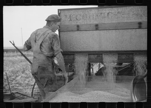 Untitled photo, possibly related to: Emptying soy bean seeds from combine harvester, Grundy County, Iowa