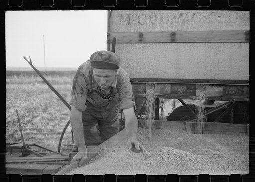 Untitled photo, possibly related to: Emptying soy bean seeds from combine harvester, Grundy County, Iowa
