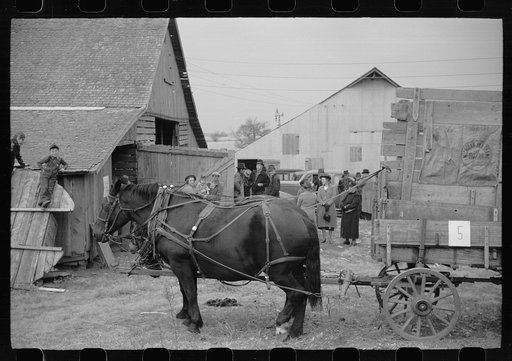 Untitled photo, possibly related to: Farmers wait for the cornhusking contest to start, Marshall County, Iowa